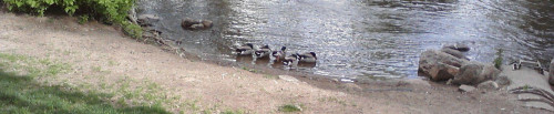 Colorado ducks